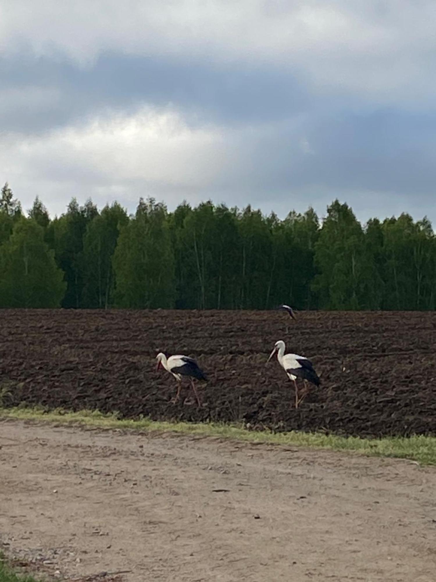Mazurska Stodola Na Polwyspie Pilchowskim Pilchy Kültér fotó